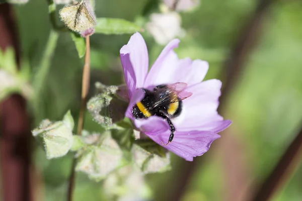 Bumblebee Covered in Pollen Gathering Nectar — Stock Photo, Image