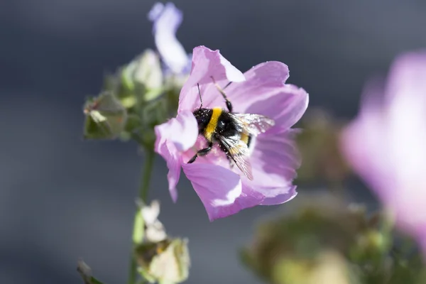 Humlebi dækket i pollen indsamling nektar - Stock-foto