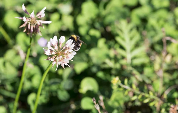 Bumblebee Indsamling Nektar fra kløver - Stock-foto