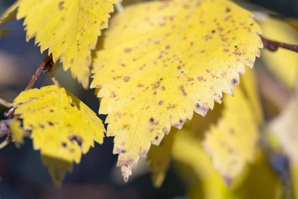 Sarı huş ağacı yaprak yakın çekim — Stok fotoğraf