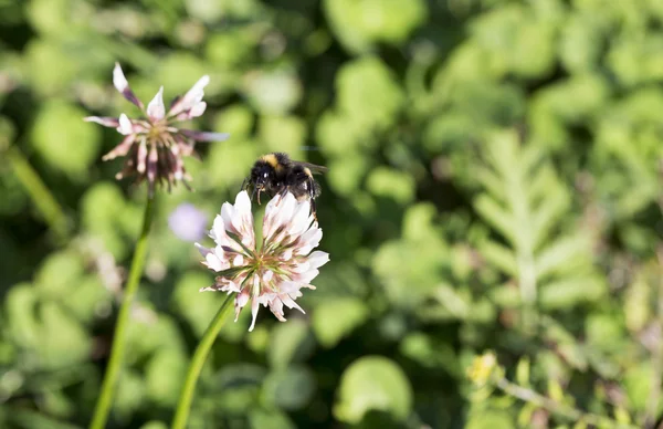 Bumblebee toplama nektar yonca üzerinden — Stok fotoğraf