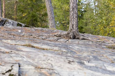 Kayanın üzerinde büyüyen çam ağacı