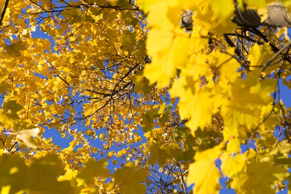 Внутри кленового дерева осенью — стоковое фото