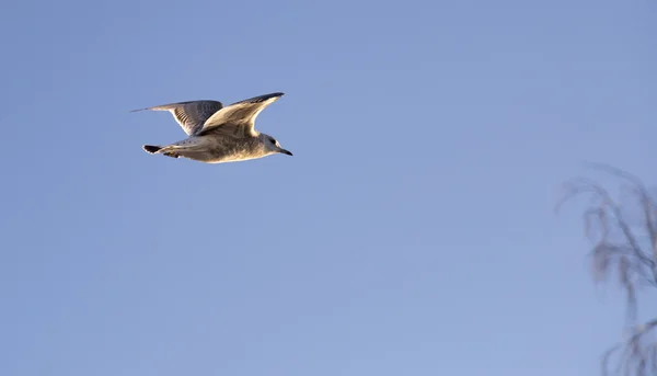 Jóvenes gaviotas volando — Foto de Stock
