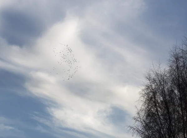 Vogelschwarm — Stockfoto