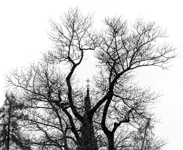 Kirchturm hinter Baum — Stockfoto