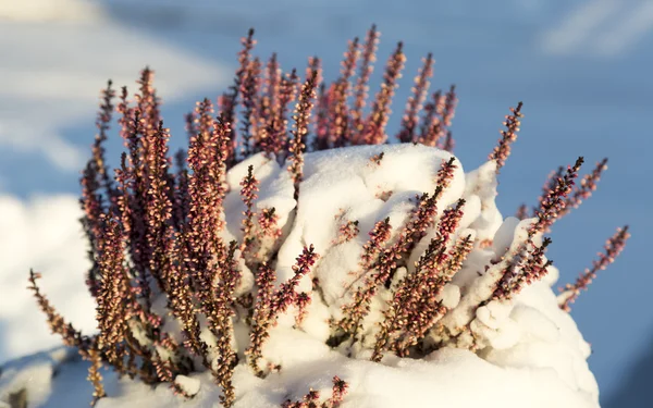 Pflanze mit Schnee bedeckt — Stockfoto