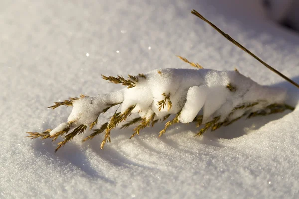 被雪覆盖的草 — 图库照片