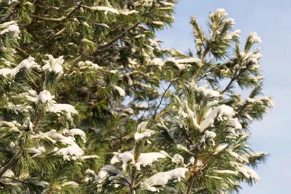 松树被冰雪覆盖 — 图库照片