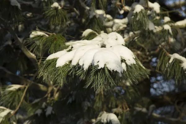 雪に覆われた松の木 — ストック写真