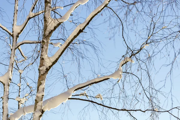 Árbol de abedul cubierto de nieve —  Fotos de Stock