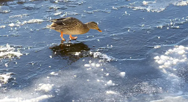 Mallard femelle marchant sur de la glace mince — Photo