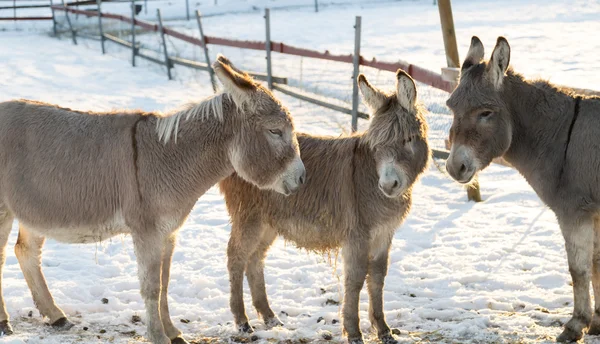 Três burros no inverno — Fotografia de Stock