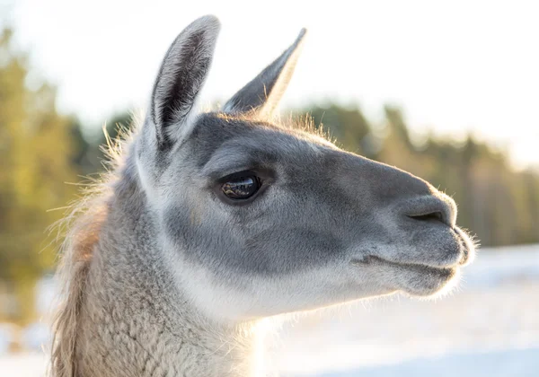 Lamakopf aus nächster Nähe — Stockfoto