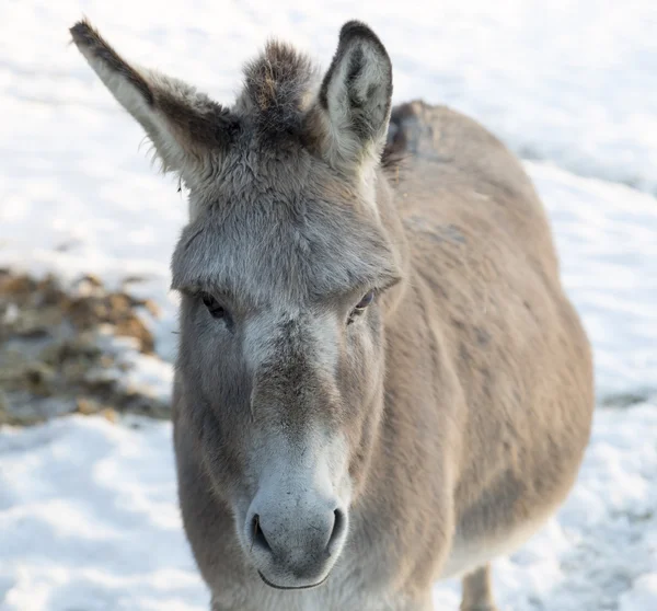 Donkey's Face in Winter — Stock Photo, Image