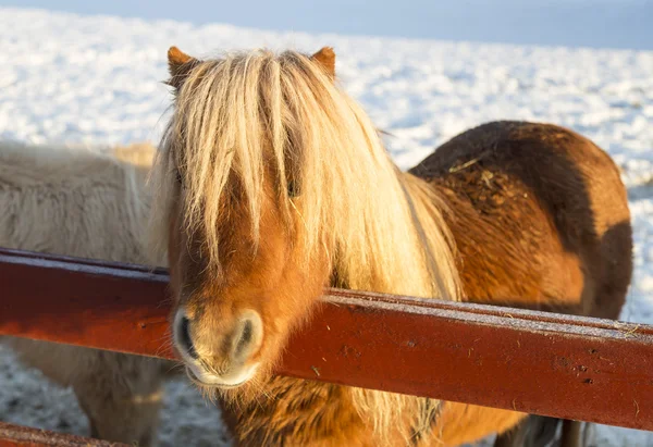 Pony marrone delle Shetland — Foto Stock