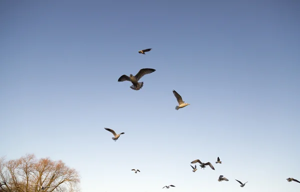 Gaviotas volando lejos — Foto de Stock