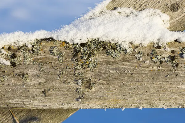 Tábua Mossy com neve — Fotografia de Stock