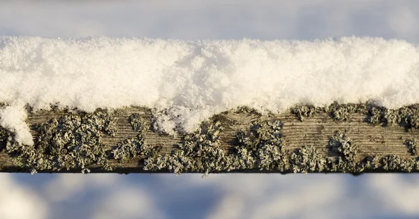 雪的苔藓木板 — 图库照片