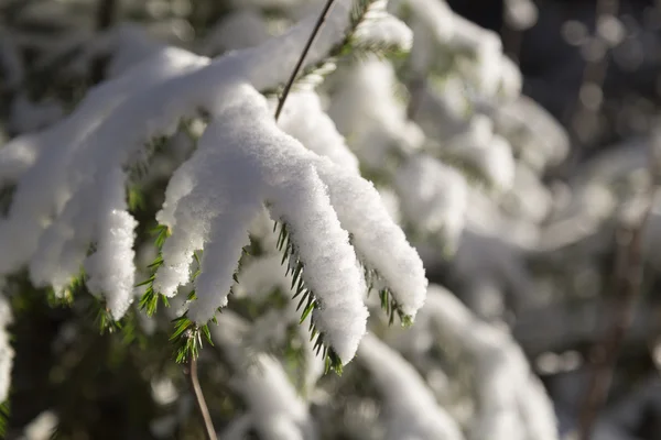 Galhos de abeto cobertos de neve — Fotografia de Stock