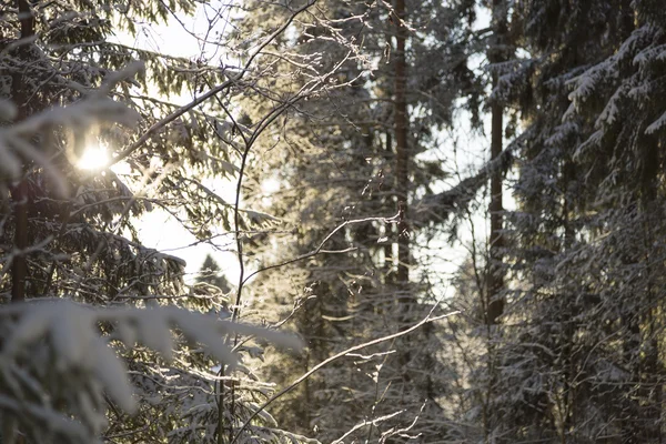 Floresta de inverno com luz solar — Fotografia de Stock
