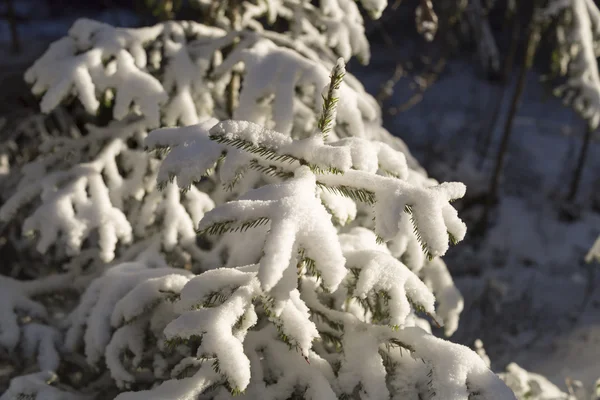 Piccolo abete rosso coperto di neve — Foto Stock