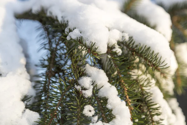 Śnieg na świerku gałązki — Zdjęcie stockowe