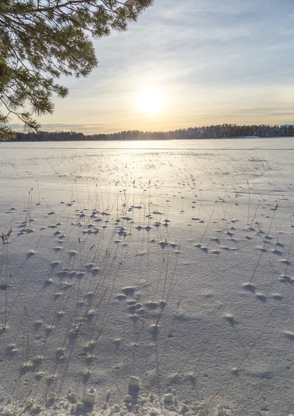 Frozen Lake with Grass and Trees — Stock Photo, Image