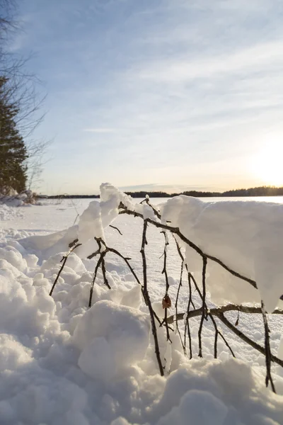 Vidoeiro galho coberto de neve — Fotografia de Stock