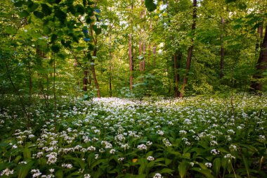 Bahar doğa. Güzel manzara. Orman yeşil çim ile.