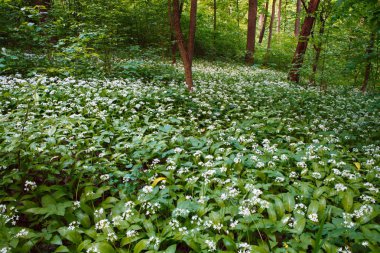 Bahar doğa. Güzel manzara. Orman yeşil çim ile.