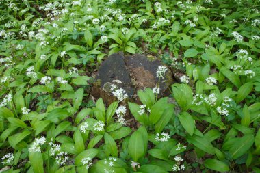 Bahar doğa. Güzel manzara. Orman yeşil çim ile.