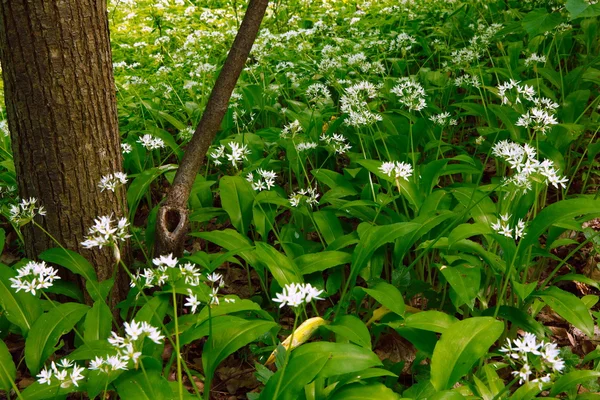 Frühlingsnatur. schöne Landschaft. Wald mit grünem Gras. — Stockfoto