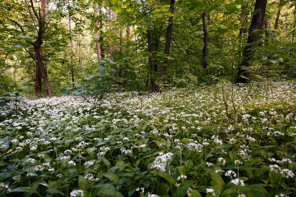 Vår natur. Vackra landskap. Skogen med grönt gräs. — Stockfoto