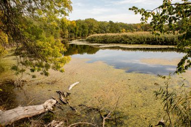 Ormandaki güzel sonbahar manzarası. Avrupa 'nın renkli sarı doğası. Şaşırtıcı Ortam.