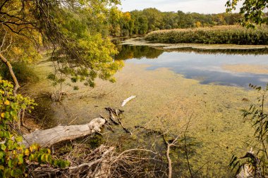 Ormandaki güzel sonbahar manzarası. Avrupa 'nın renkli sarı doğası. Şaşırtıcı Ortam.