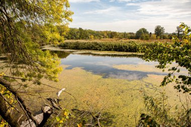 Ormandaki güzel sonbahar manzarası. Avrupa 'nın renkli sarı doğası. Şaşırtıcı Ortam.