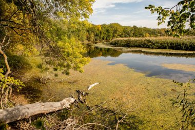 Ormandaki güzel sonbahar manzarası. Avrupa 'nın renkli sarı doğası. Şaşırtıcı Ortam.