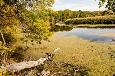 Ormandaki güzel sonbahar manzarası. Avrupa 'nın renkli sarı doğası. Şaşırtıcı Ortam.
