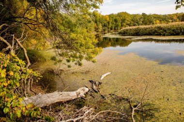 Ormandaki güzel sonbahar manzarası. Avrupa 'nın renkli sarı doğası. Şaşırtıcı Ortam.