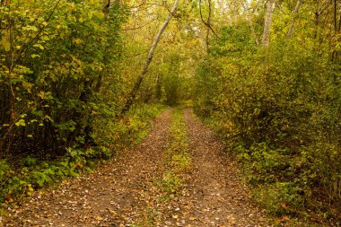 Ormandaki güzel sonbahar manzarası. Avrupa 'nın renkli sarı doğası. Şaşırtıcı Ortam.