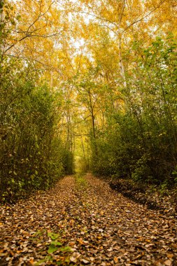 Ormandaki güzel sonbahar manzarası. Avrupa 'nın renkli sarı doğası. Şaşırtıcı Ortam.