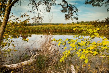 Ormandaki güzel sonbahar manzarası. Avrupa 'nın renkli sarı doğası. Şaşırtıcı Ortam.