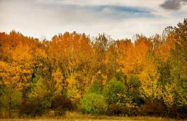 Ormandaki güzel sonbahar manzarası. Avrupa 'nın renkli sarı doğası. Şaşırtıcı Ortam.
