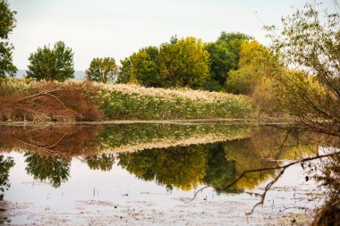 Ormandaki güzel sonbahar manzarası. Avrupa 'nın renkli sarı doğası. Şaşırtıcı Ortam.