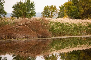 Ormandaki güzel sonbahar manzarası. Avrupa 'nın renkli sarı doğası. Şaşırtıcı Ortam.