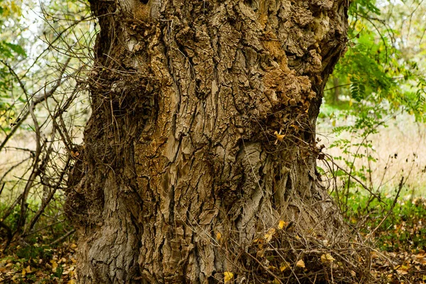 Schöne Herbstlandschaft Wald Gelb Gefärbte Natur Europa Erstaunliches Umfeld — Stockfoto