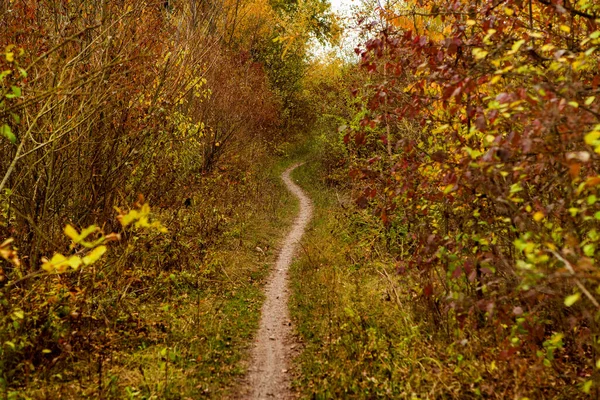 Красивый Осенний Пейзаж Лесу Цветная Желтая Природа Европе Удивительная Среда — стоковое фото