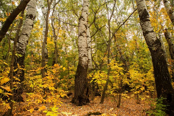Gyönyörű Őszi Táj Erdőben Színes Sárga Természet Európában Csodálatos Környezet — Stock Fotó