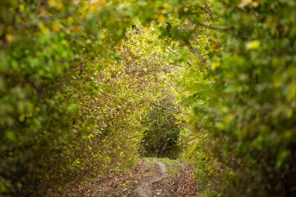 美丽的秋天森林里的风景 欧洲五颜六色的黄色 神奇的环境 — 图库照片